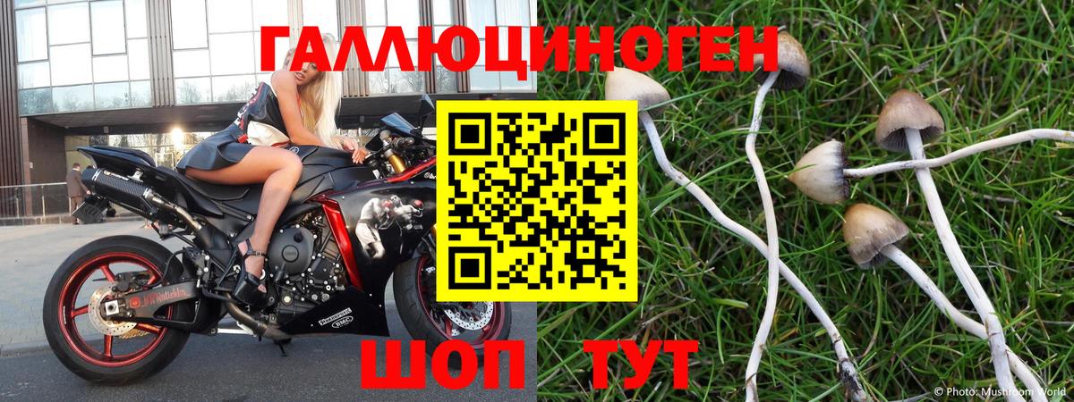 Галлюциногенные грибы Psilocybe Волжск